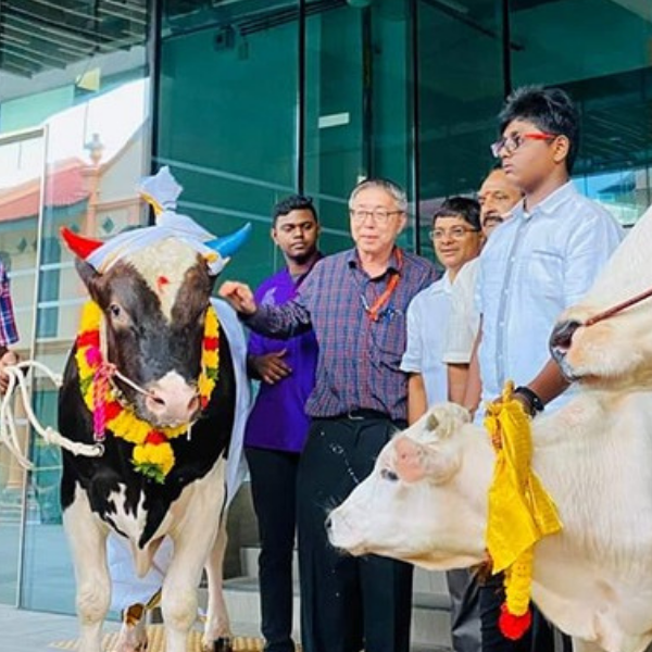 ARRIVAL OF THE CATTLE